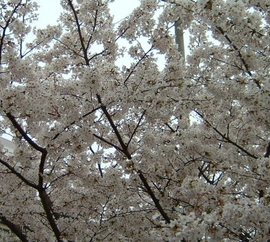 Cherry Blossom Trees In Kobe Japan