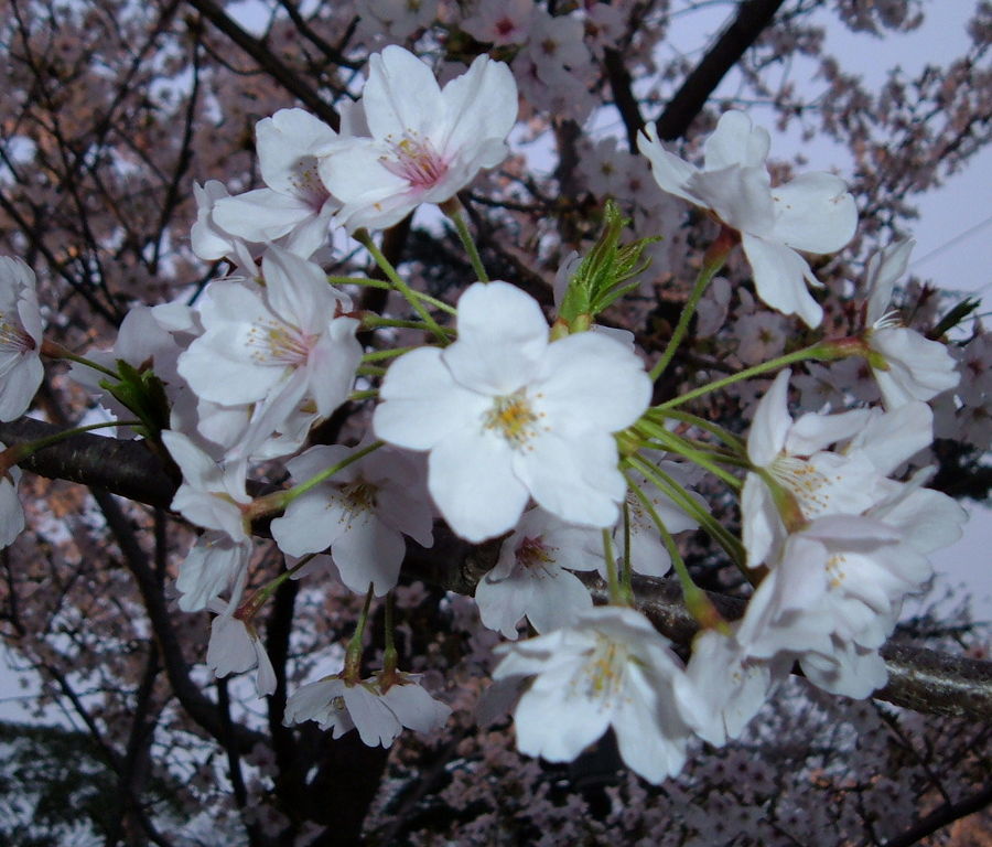 Cherry Blossom Trees In Kobe Japan close-up