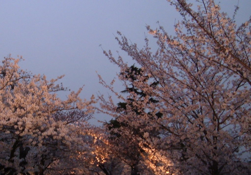 Cherry Blossom Trees In Kobe Japan at night