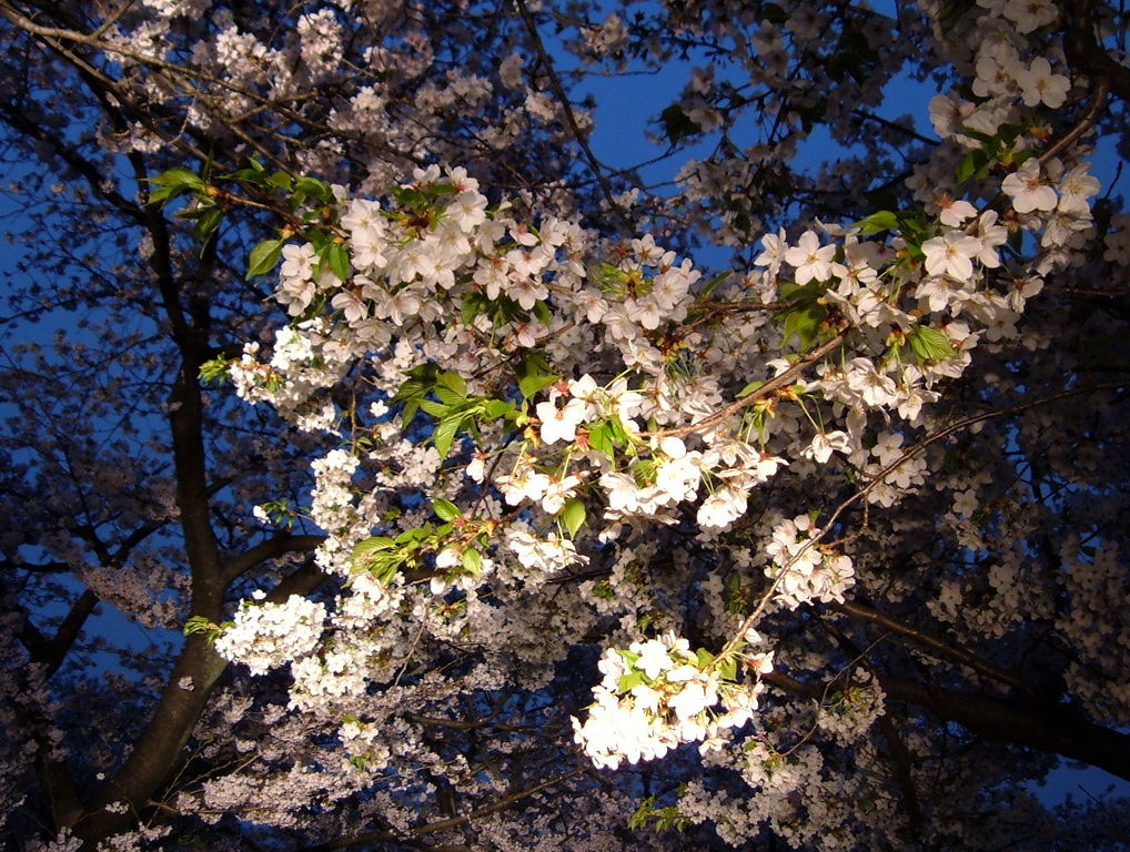 Cherry Blossom Trees In Kobe Japan at night