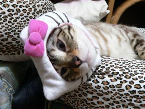 cat in hello kitty costume. Hello Kitty Cat 