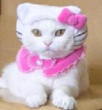 cat in hello kitty costume. I feel sorry for all cats that are owned by Hello Kitty fanatics 