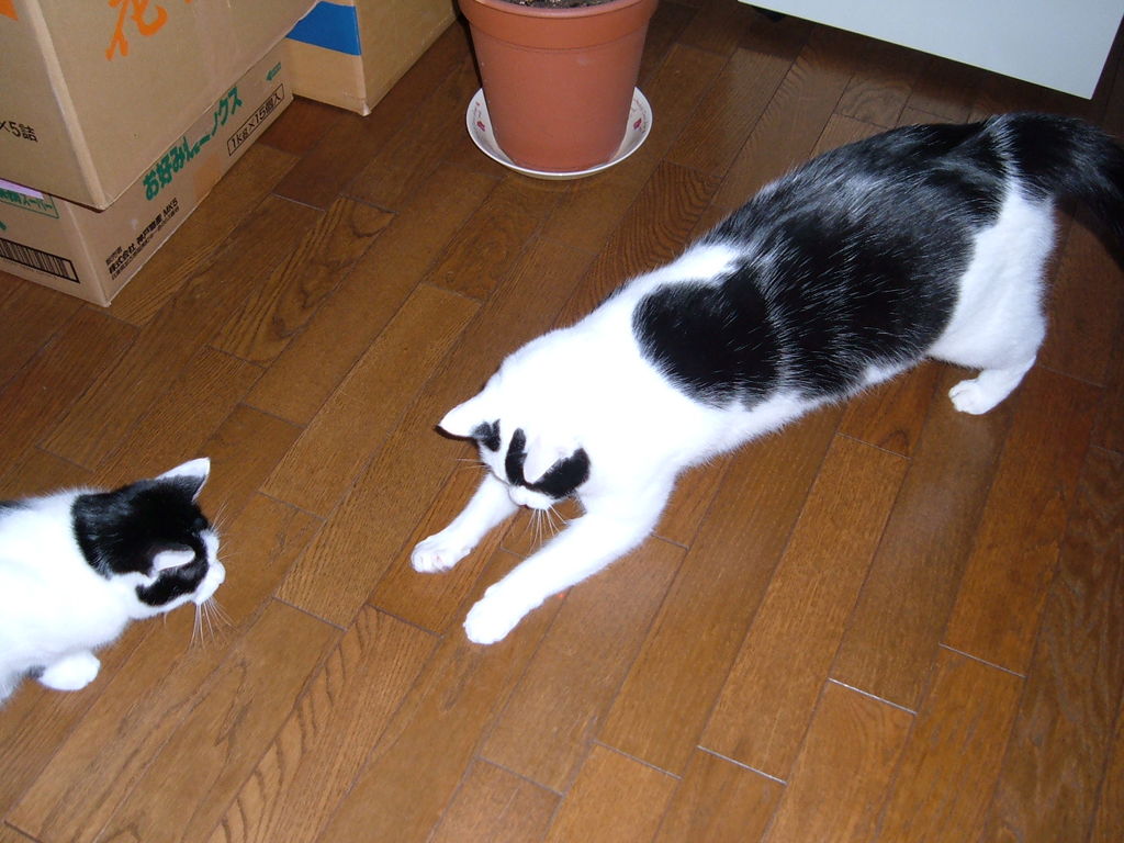 playing laser with cat