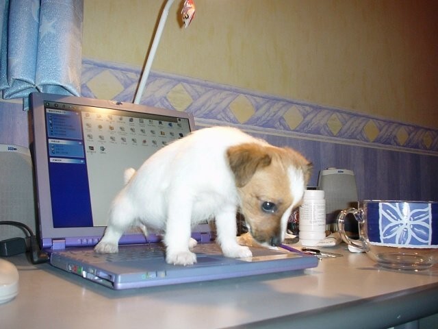 puppycomputer.jpg