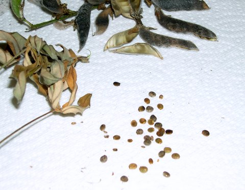 harvest seeds