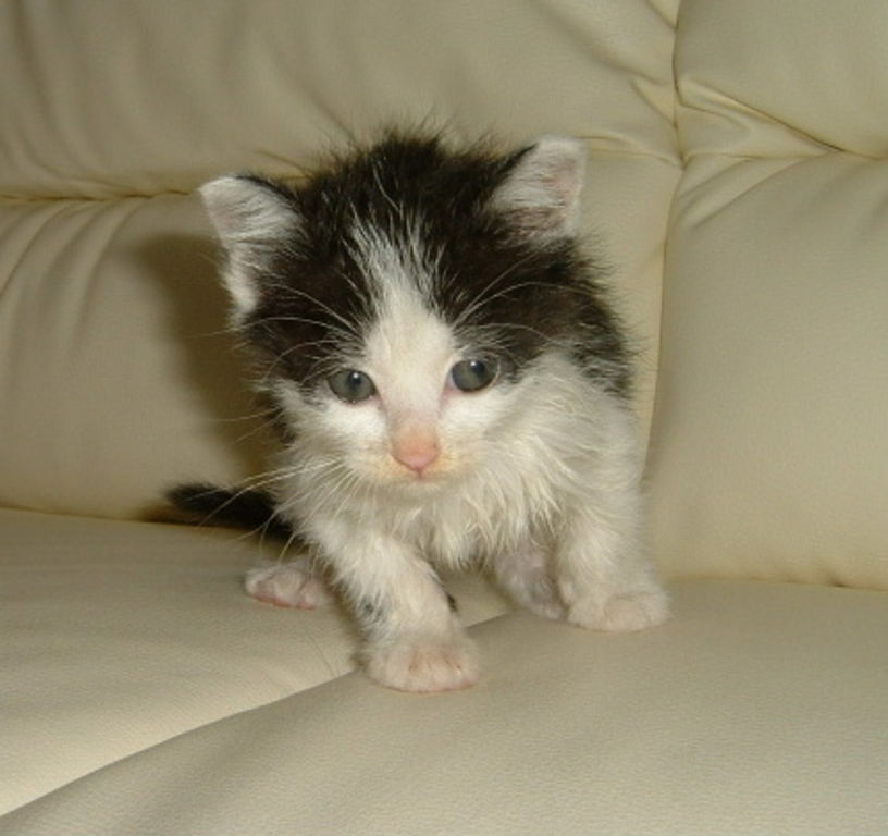 Tsu Tsu - our newest family member