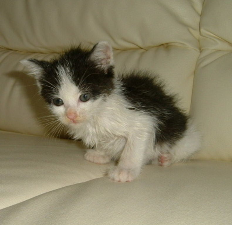 Tsu Tsu - our newest family member