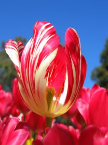 tulip2.jpg