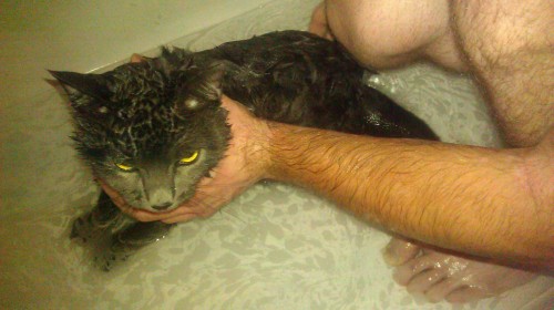 flea control