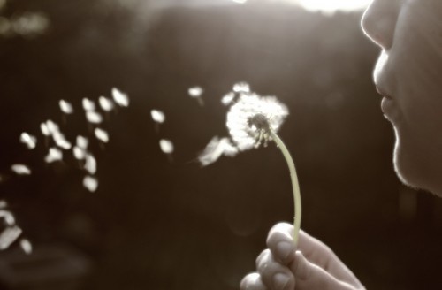 simple pleasures simple pleasures blowing dandelions