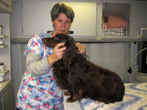 vet shots vet shots