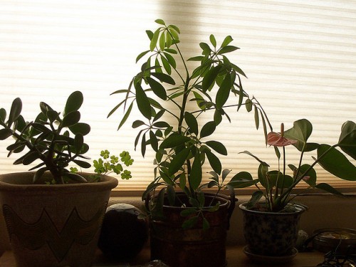 home plants house plants air quality
