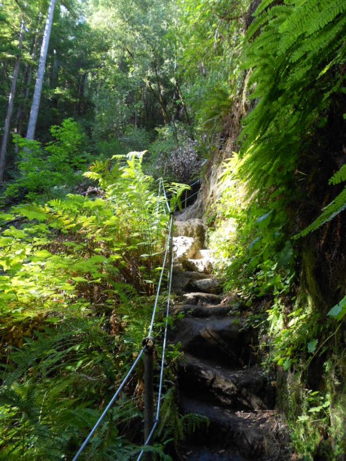 big basin big basin trail