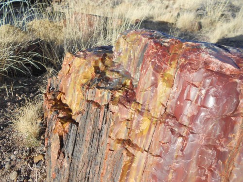 petrified wood petrified wood forest national park