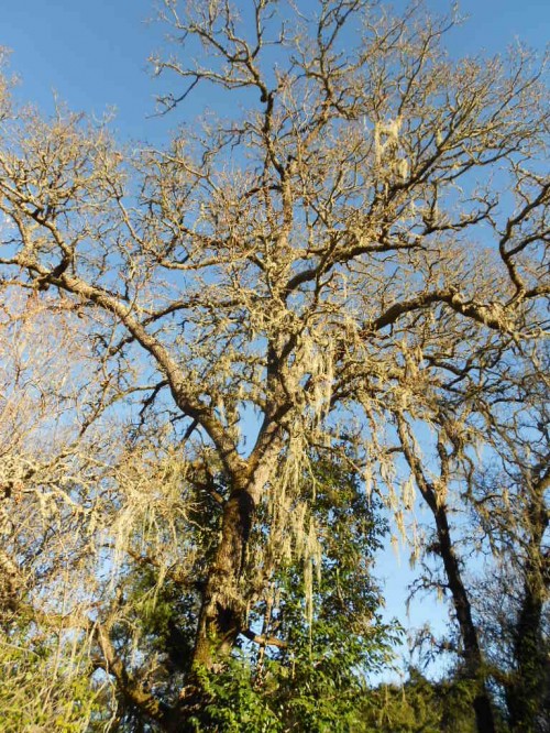 tree tree