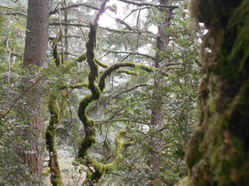 Purisma Creek Redwoods Purisma Creek Redwoods open space preserve