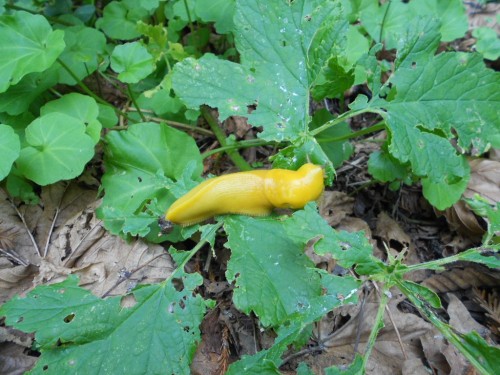 banana slug banana slug