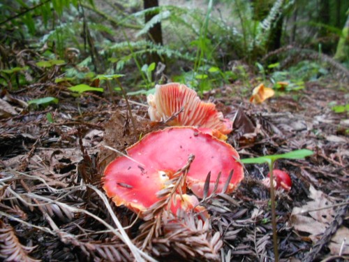 mushrooms red mushrooms