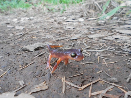 newt