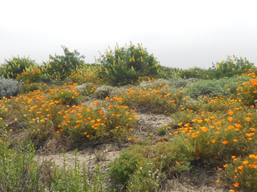 beach wildflowers sand dune wildflowers