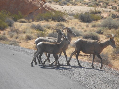 mountain sheep mountain sheep