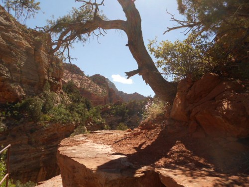 Canyon Overlook trail Canyon Overlook trail Zion national park