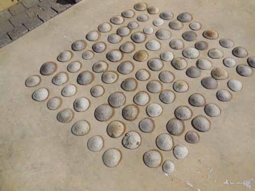sand dollars drying in the sun