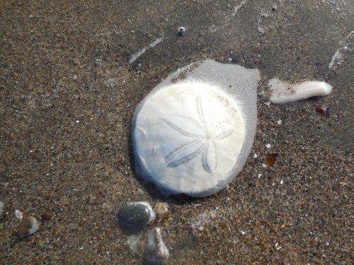 beach sand dollar