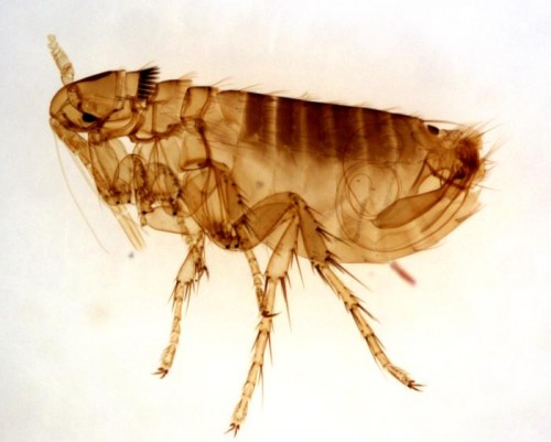 natural flea killers