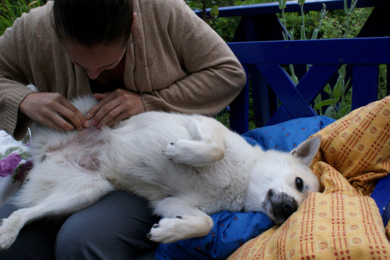 Checking a dog for ticks and Lyme disease