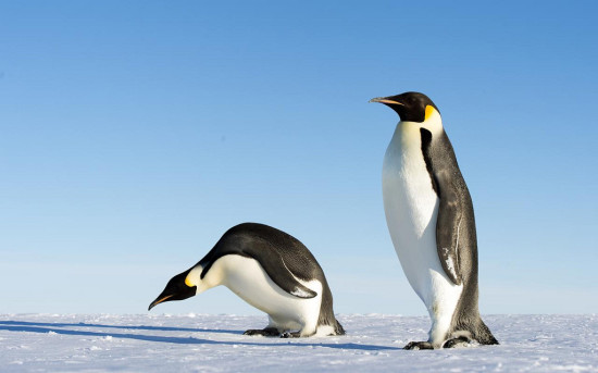 study: emperor penguins more willing to relocate nesting grounds