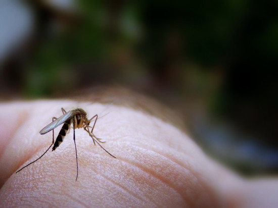 8 Natureal mosquito repellents to ward off West Nile virus