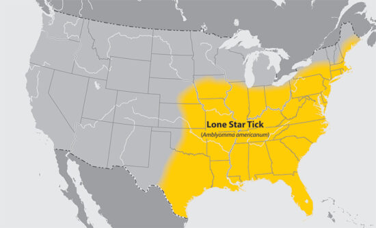 Lone star tick causes allergy to red meat