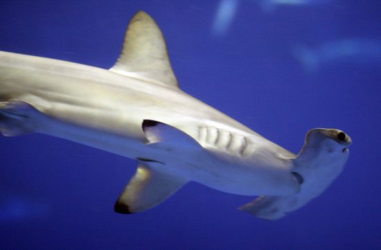 Cites announces new protections for sharks and manta rays