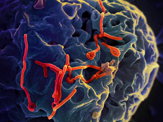 Experimental Ebola vaccine gives monkeys 10 month immunity