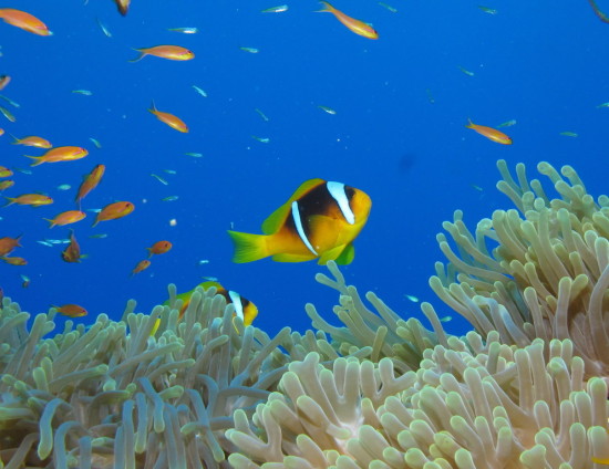 Marine fish are leaving the tropics due to rising sea temperatures