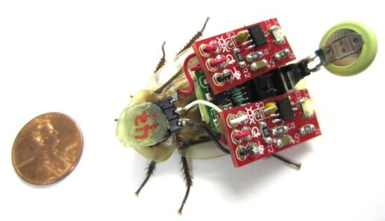 Cyborg roboroaches could help rescue people in a disaster