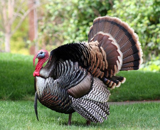 Stores Open and Closed on Thanksgiving Day 2014 ...