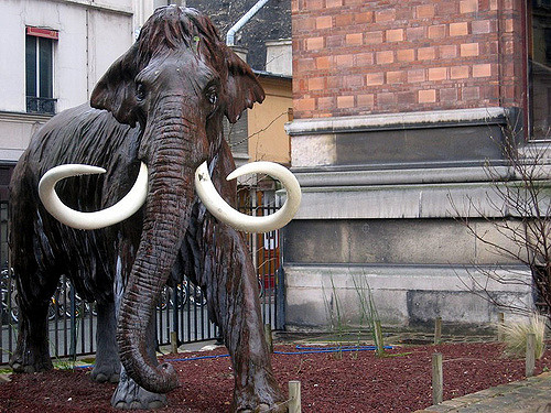 Wooly Mammoth