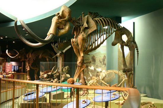 Wooly Mammoth
