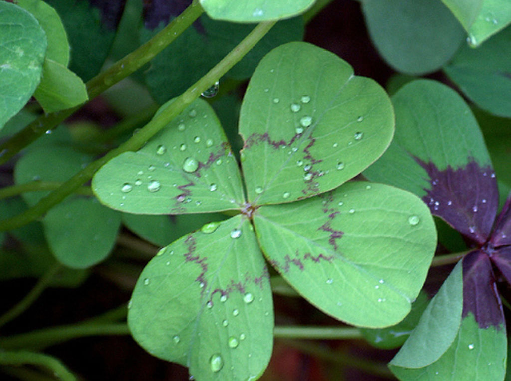 luck