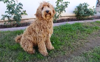 animal business ideas