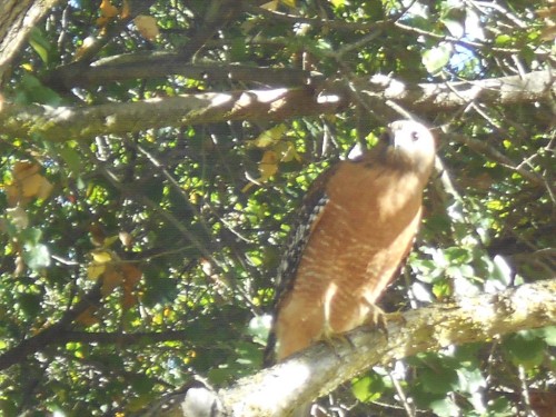 red tail hawk