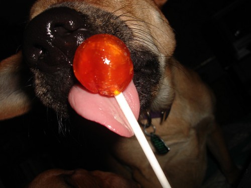 dog gone sucker