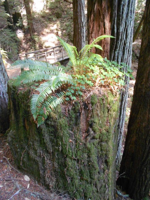 fern tree stump