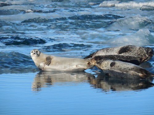 Iceland seals