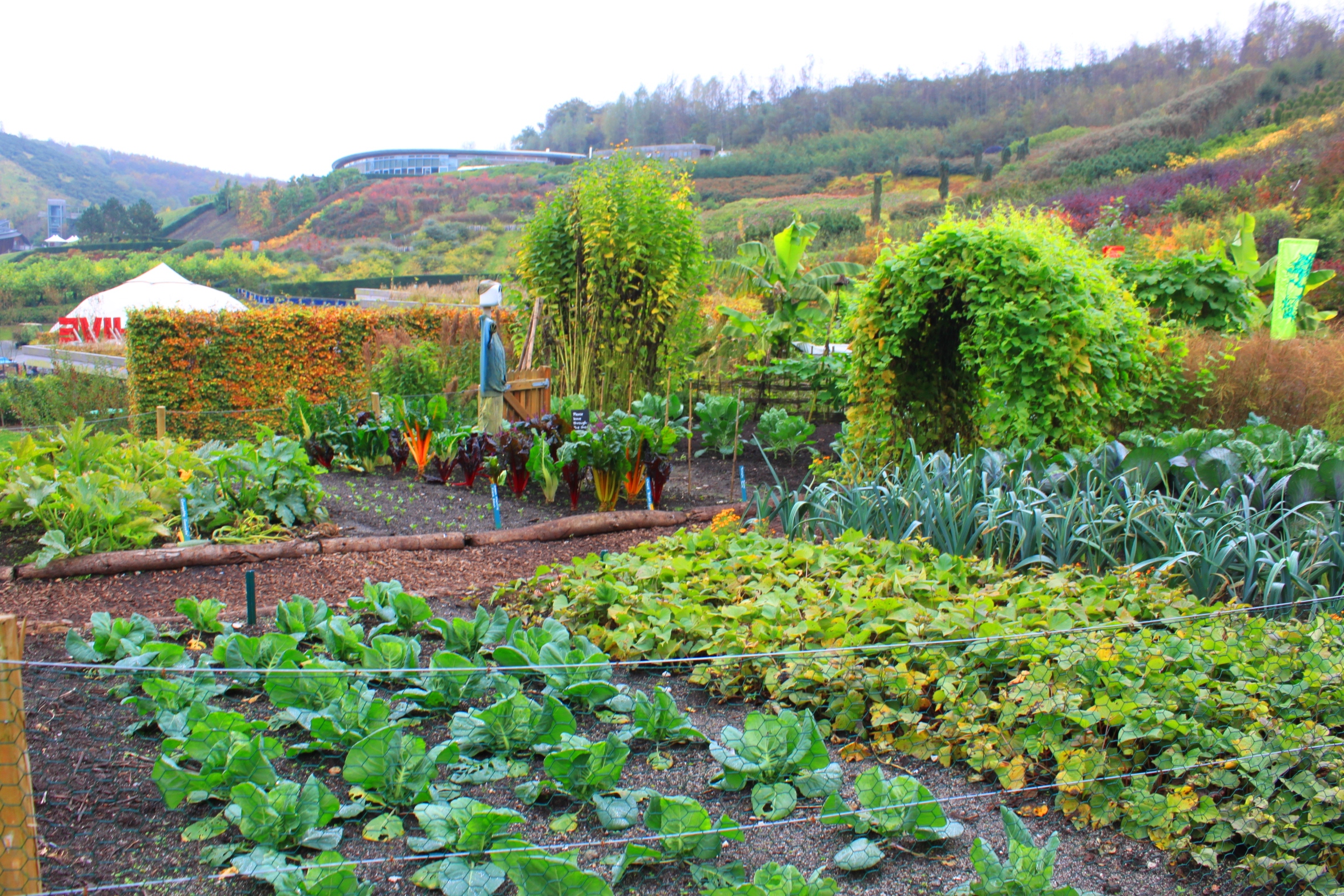 Save Money Gardening