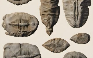 strange things to sell tot make money - fossils