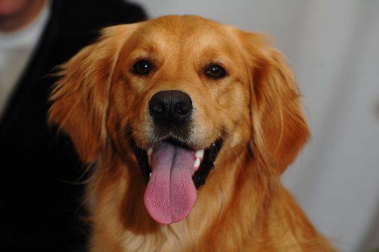 Pet Friendly Stores