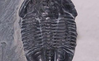 trilobite fossil